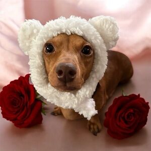 NEW Adorable Pet Hat